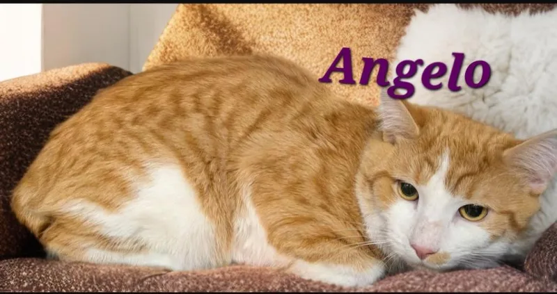 A young medium-sized male Domestic Short Hair cat named Angelo for adoption in Jim Thorpe, PA