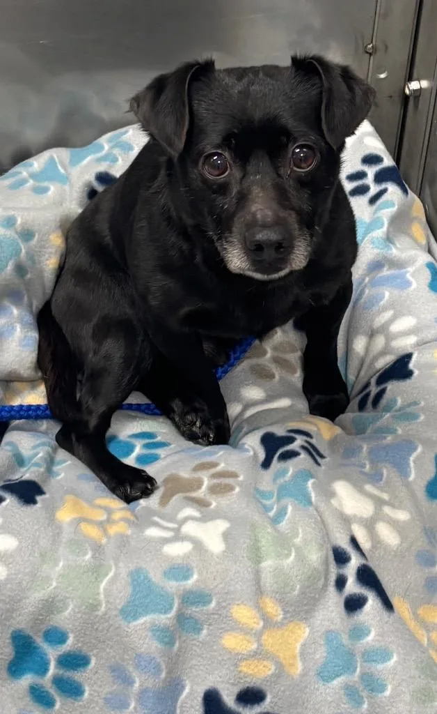 An adult small-sized male Chihuahua dog named Thor for adoption in Dalton, GA