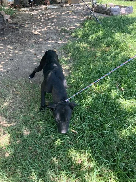 An adult medium-sized male Mixed Breed dog named Blacky for adoption in Dallas, TX