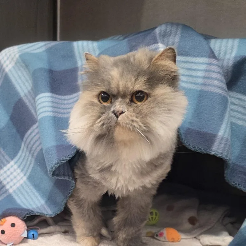 An adult medium-sized female Gray / Blue / Silver Persian cat named Chimi for adoption in Fort Wayne, IN