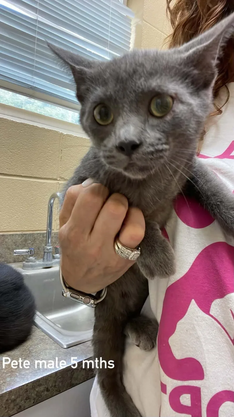 A baby medium-sized male Gray / Blue / Silver Domestic Short Hair cat named Pete for adoption in Fort Payne, AL