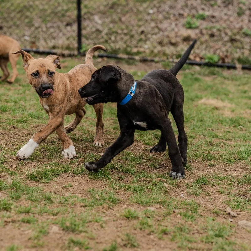 A baby medium-sized male Brindle Plott Hound dog named Baelor for adoption in Pawling, NY