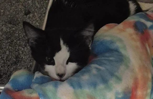 A baby small-sized male Domestic Short Hair cat named Sampson for adoption in Decatur, IL