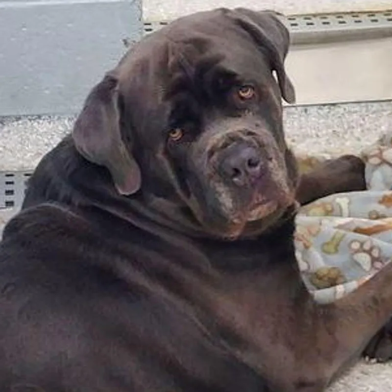 An adult medium-sized male Gray / Blue / Silver Cane Corso dog named Duke for adoption in Lake Havasu City, AZ