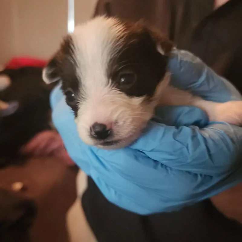 A baby small-sized male White / Cream Wirehaired Terrier dog named Knafeh for adoption in Tampa, FL