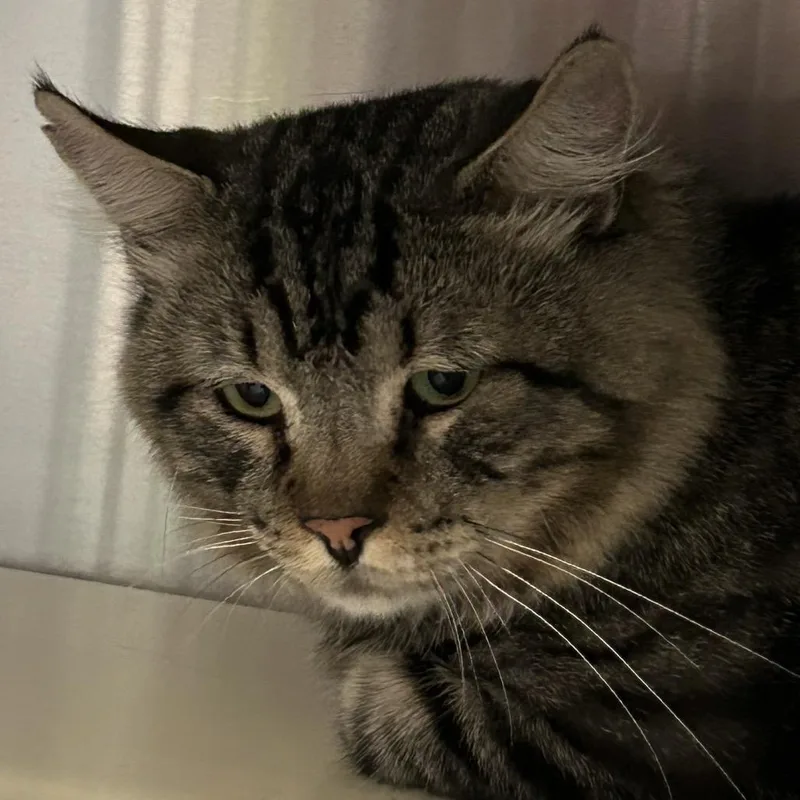 An adult large-sized male Brown / Chocolate Domestic Medium Hair cat named Gorgeous 'Gordie' for adoption in Denver, CO