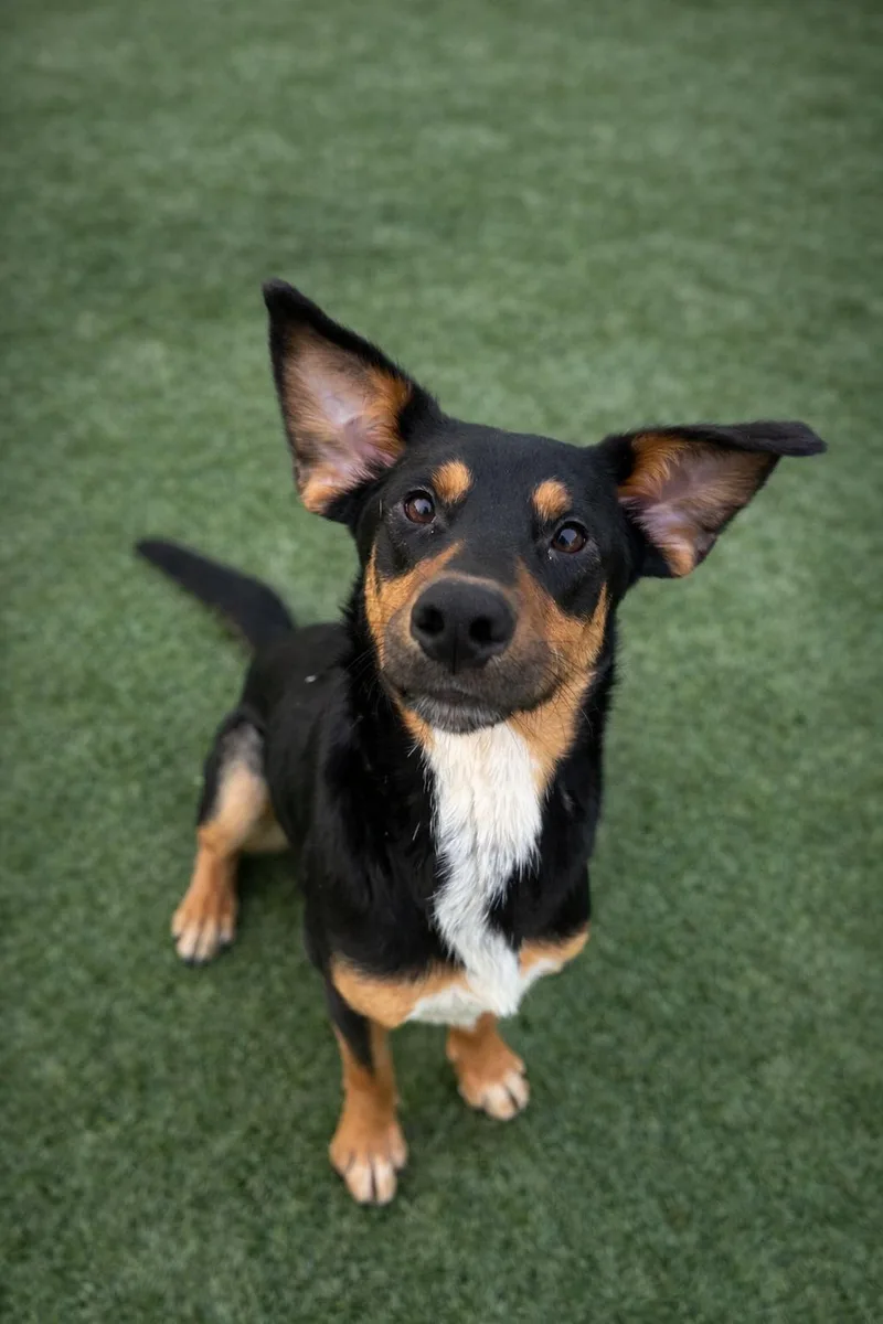 A young medium-sized male Tricolor (Brown, Black, & White) Australian Kelpie dog named Nicholas for adoption in Liberty, MO