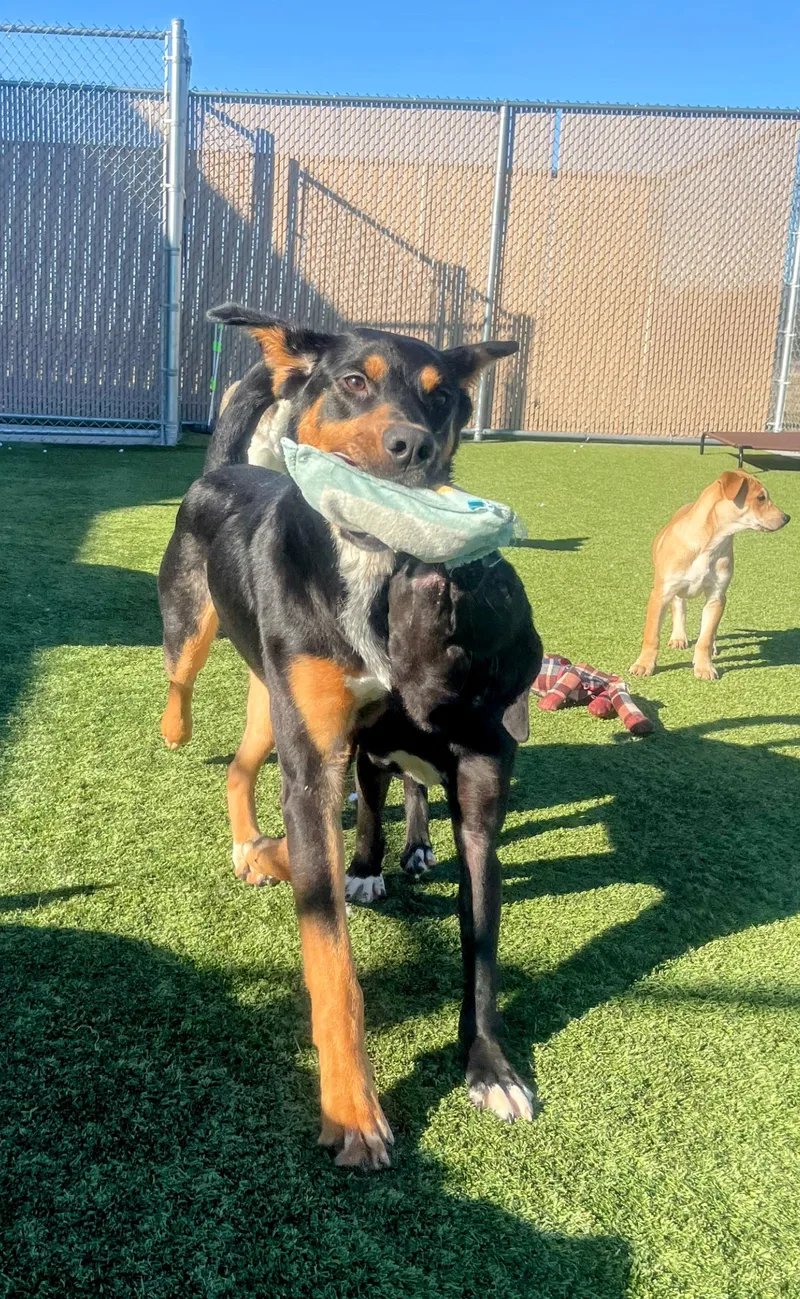 Nicholas thumbnail 3