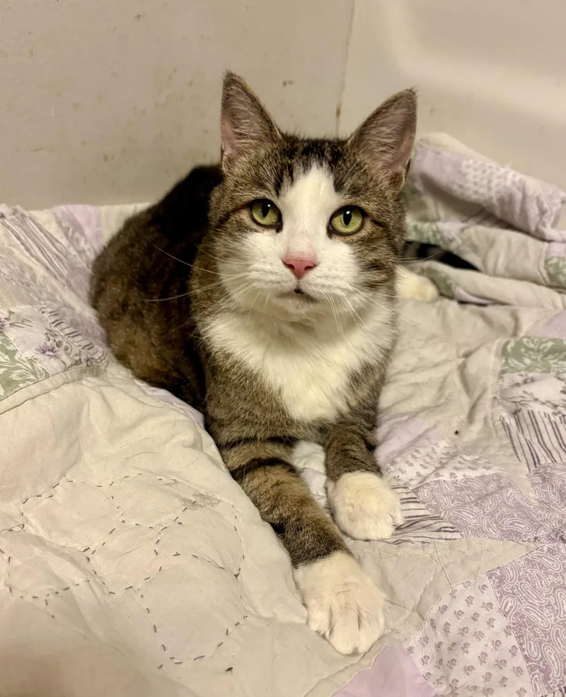 A young medium-sized female Domestic Short Hair cat named Dorthia for adoption in Camden, SC