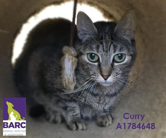 An adult large-sized female Domestic Short Hair cat named Curry for adoption in Houston, TX