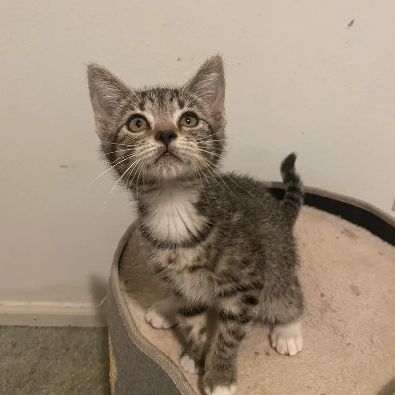 A baby small-sized female Domestic Short Hair cat named Hash Brown for adoption in Allyn, WA