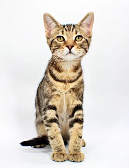 A baby small-sized male Domestic Short Hair cat named Peta for adoption in Morton Grove, IL