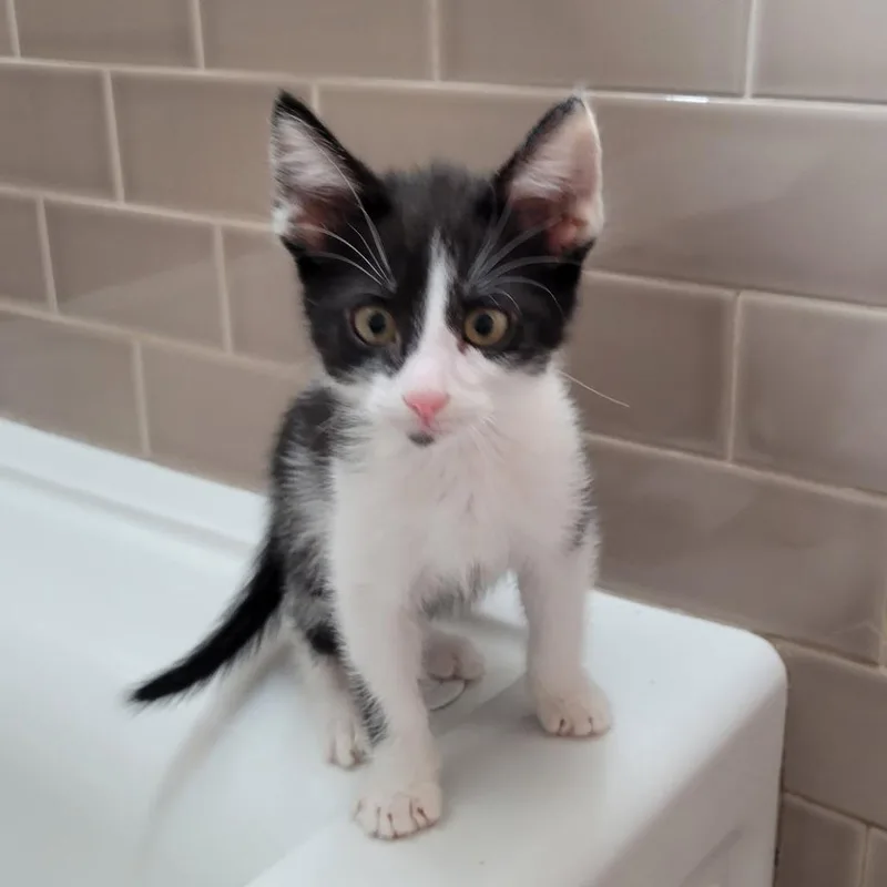 A baby small-sized male Black Domestic Short Hair cat named Buzz for adoption in Pleasanton, CA