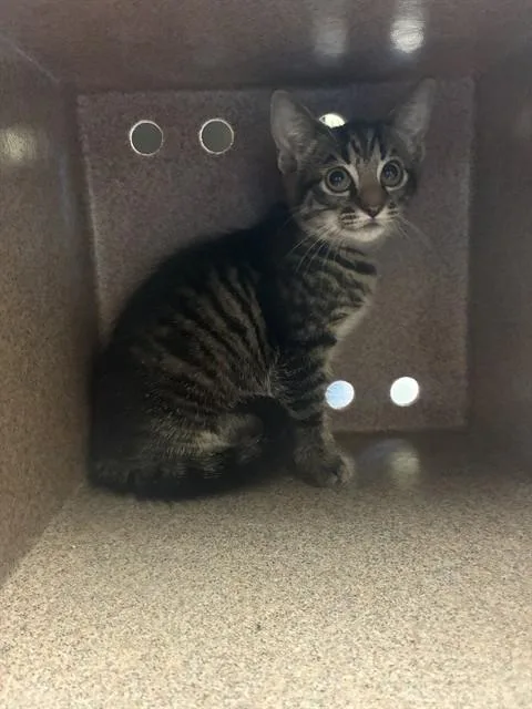 A baby medium-sized female Domestic Short Hair cat named Memphis for adoption in Cookeville, TN