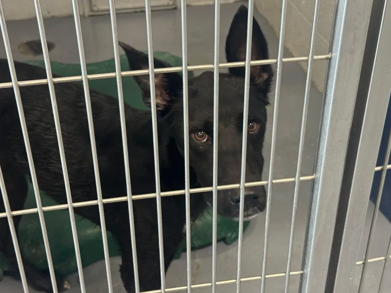 An adult small-sized male Black Labrador Retriever dog named Leelo Ah for adoption in Kingman, AZ