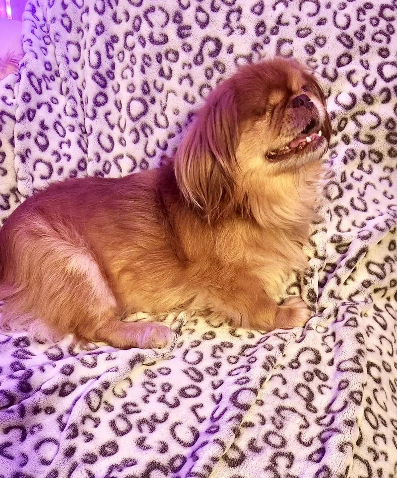 An adult small-sized female Yellow / Tan / Blond / Fawn Pekingese dog named Buttercup for adoption in Portland, ME