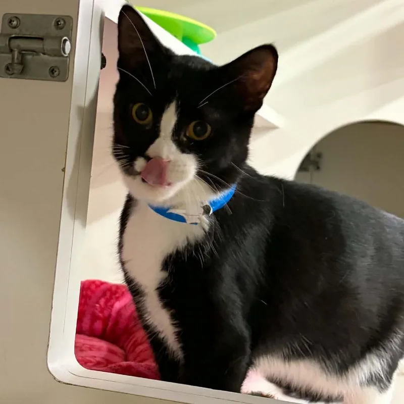 A young medium-sized male Black Domestic Short Hair cat named It for adoption in St. Paul, MN