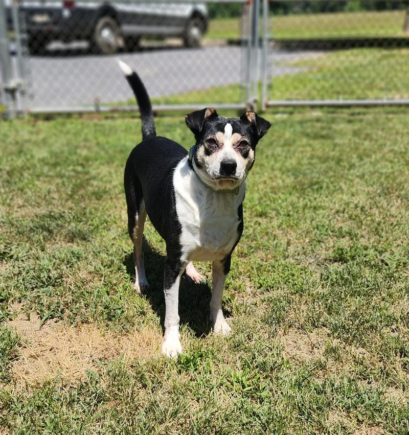 An adult medium-sized female Tricolor (Brown, Black, & White) Beagle dog named Pepper for adoption in Stanley, VA