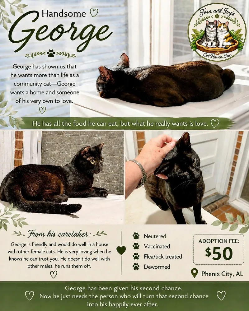 A young medium-sized male Black Domestic Short Hair cat named George for adoption in Opelika, AL