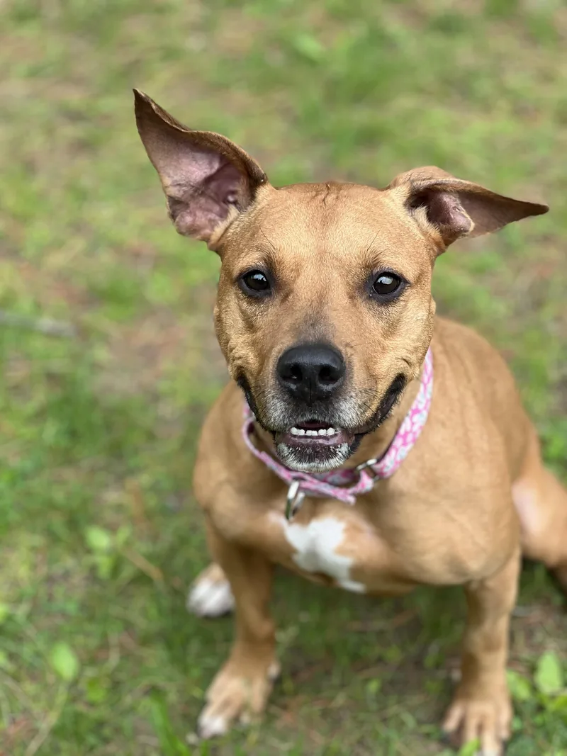 A young medium-sized female Yellow / Tan / Blond / Fawn Pit Bull Terrier dog named Faith for adoption in Yonkers, NY