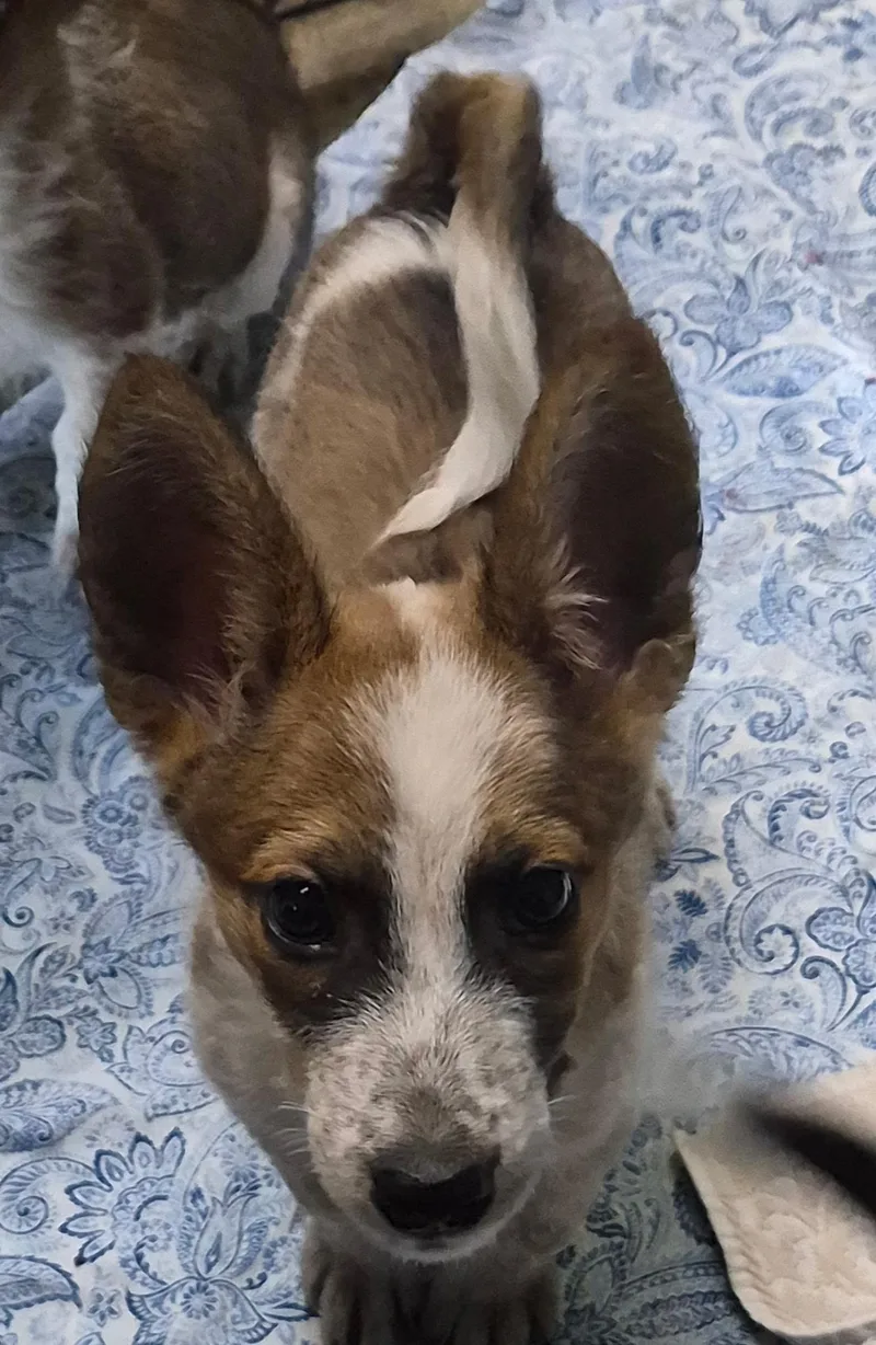 A baby medium-sized female Tricolor (Brown, Black, & White) Australian Shepherd dog named Blue for adoption in Los Angeles, CA