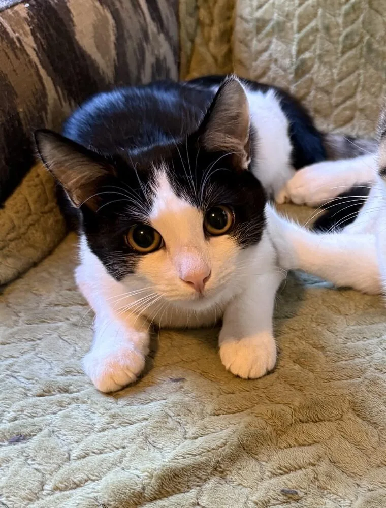 A baby small-sized female Black & White / Tuxedo Domestic Short Hair cat named Fiona for adoption in Duxbury, MA