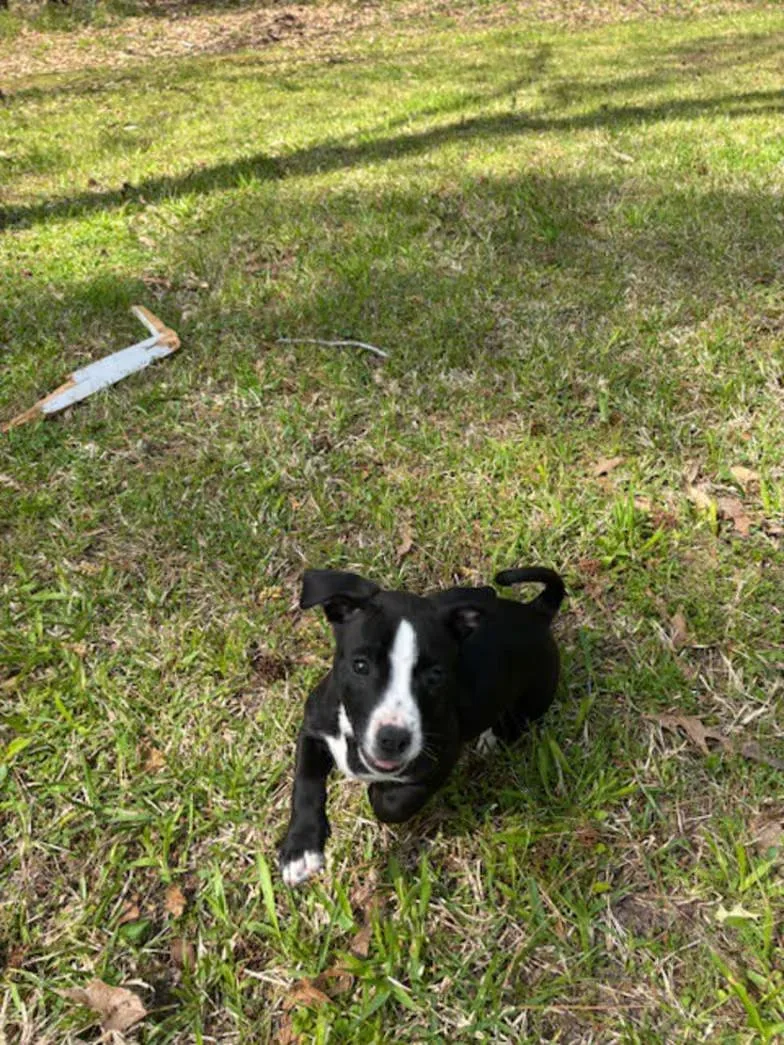 Oreo Cookie thumbnail 2