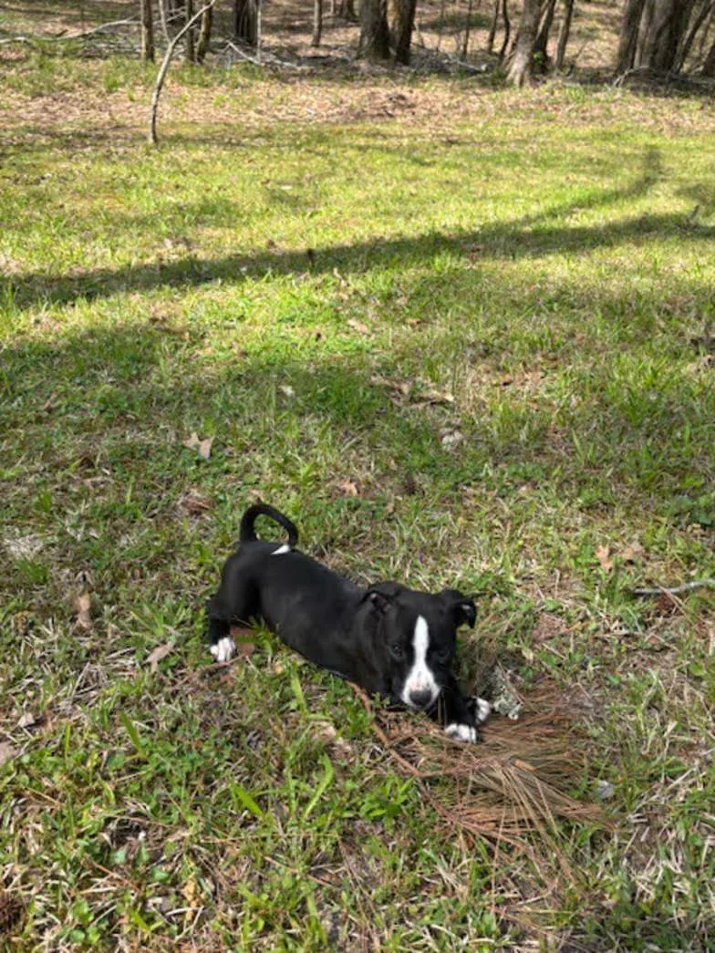 Oreo Cookie thumbnail 3