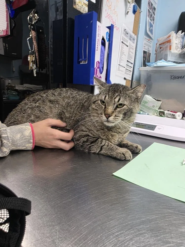 An adult large-sized male Domestic Short Hair cat named P. Sherman  Wallaby for adoption in Fort Walton Beach, FL