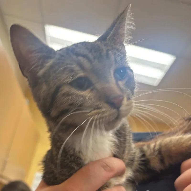 A baby small-sized male Gray / Blue / Silver Domestic Short Hair cat named Patrick for adoption in Memphis, TN