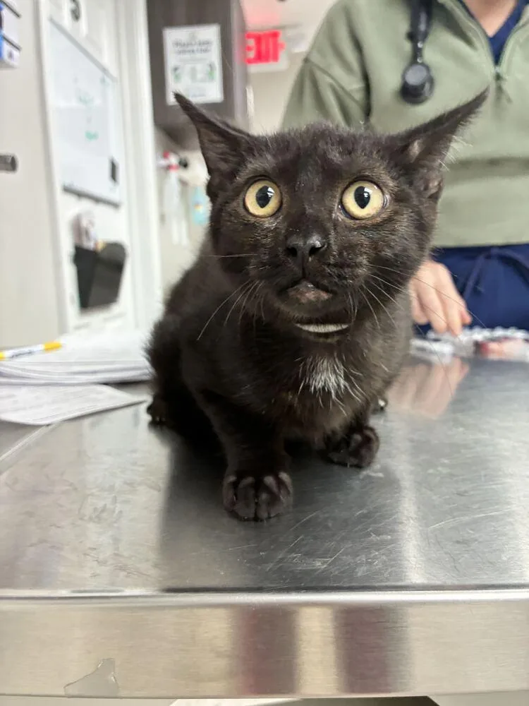 A baby small-sized male Domestic Short Hair cat named Black Bean for adoption in Marietta, GA