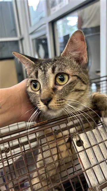 A young small-sized female Domestic Short Hair cat named Iris for adoption in San Antonio, TX