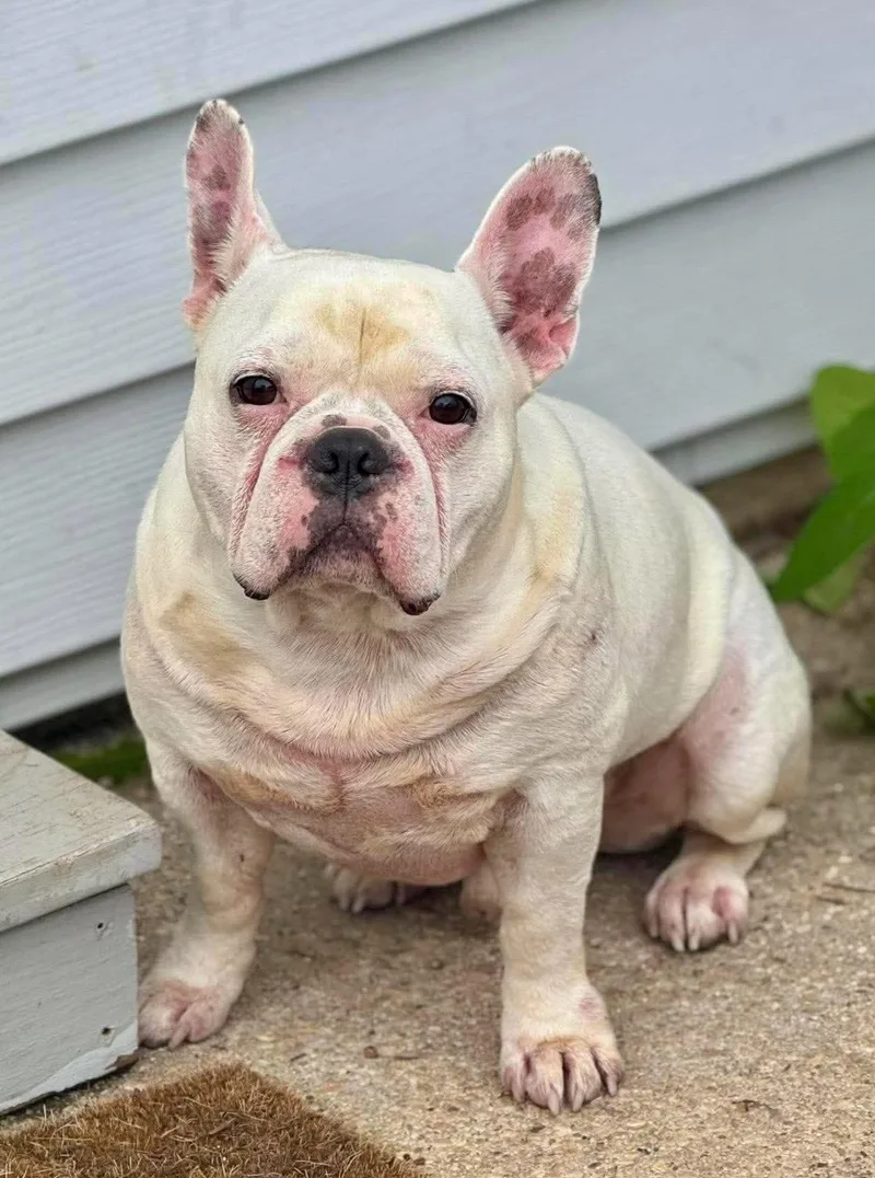 Oliver