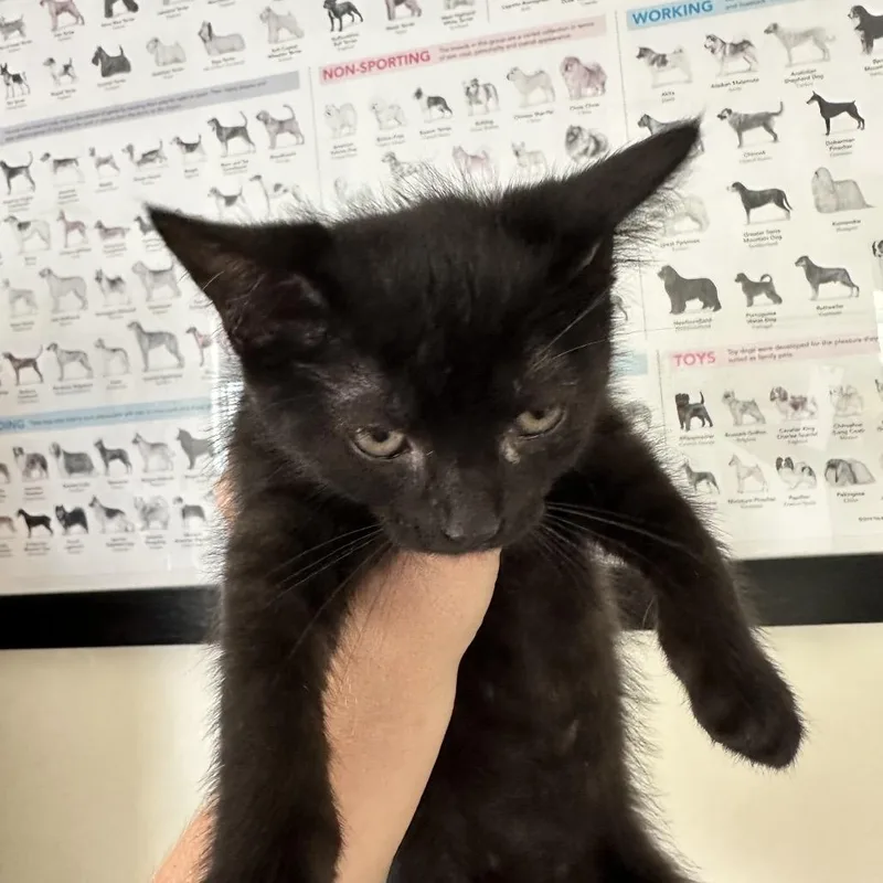 A baby small-sized female Black Domestic Medium Hair cat named Lindy for adoption in Galax, VA