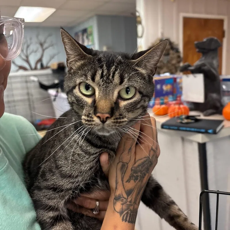 Vampirina thumbnail 2