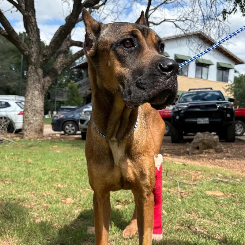 An adult large-sized female Brown / Chocolate Cane Corso dog named Agatha for adoption in Austin, TX