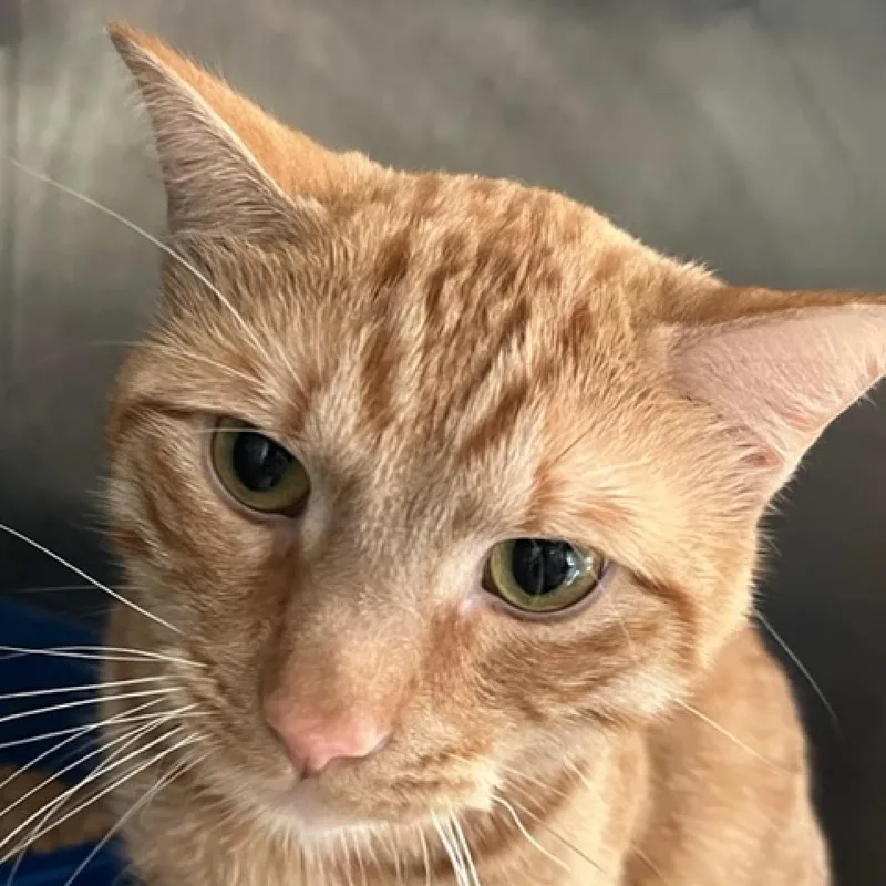 Milo