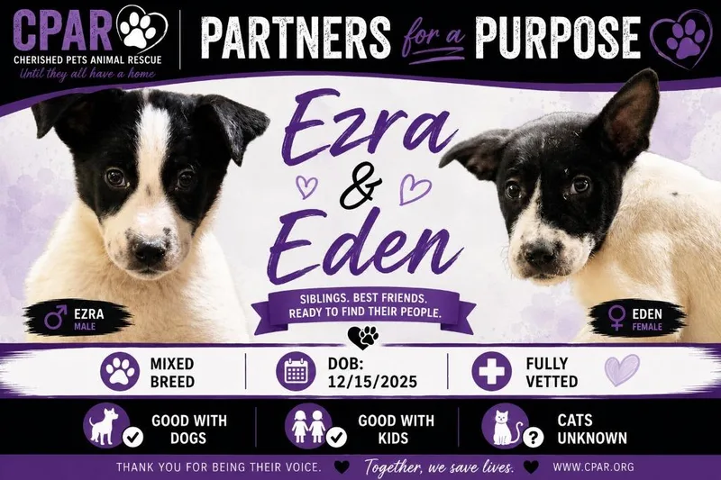 A baby large-sized male Mixed Breed dog named Eden & Ezra for adoption in Fort Stockton, TX