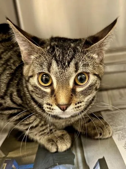 A baby medium-sized female Black Domestic Short Hair cat named Bloop for adoption in Wichita, KS