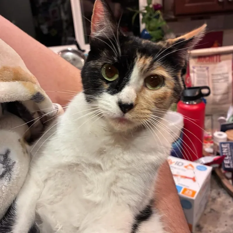 An adult medium-sized female Calico Domestic Short Hair cat named January for adoption in Yucca Valley, CA
