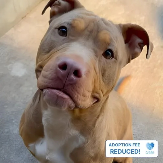 An adult medium-sized female Tricolor (Brown, Black, & White) Pit Bull Terrier dog named Saltine for adoption in Naperville, IL