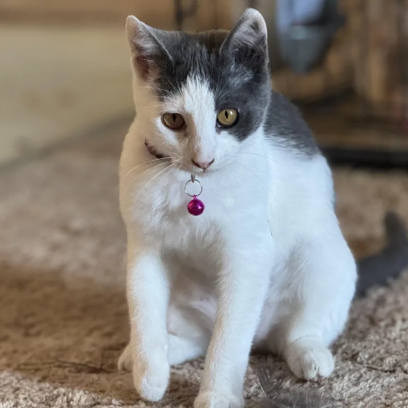 A young medium-sized female Black Domestic Short Hair cat named Syrah for adoption in Ellensburg, WA