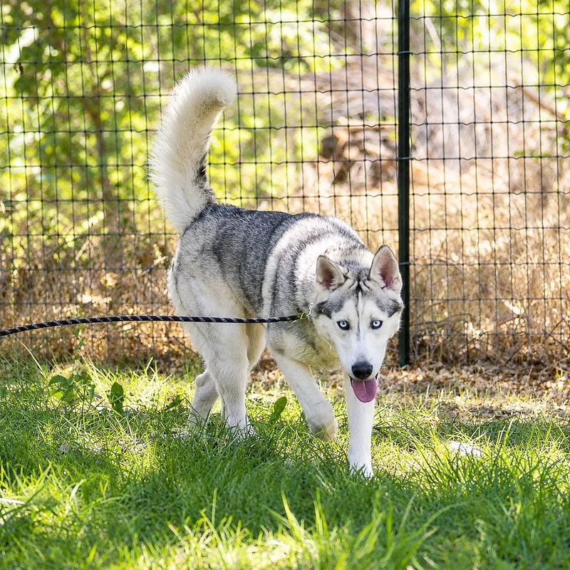 A young large-sized male Husky dog named Milo for adoption in Pahrump, NV