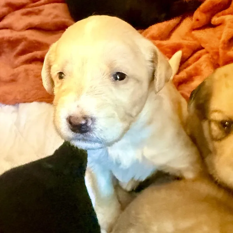 A baby medium-sized male Yellow / Tan / Blond / Fawn Poodle dog named Donnie for adoption in La Grange, KY