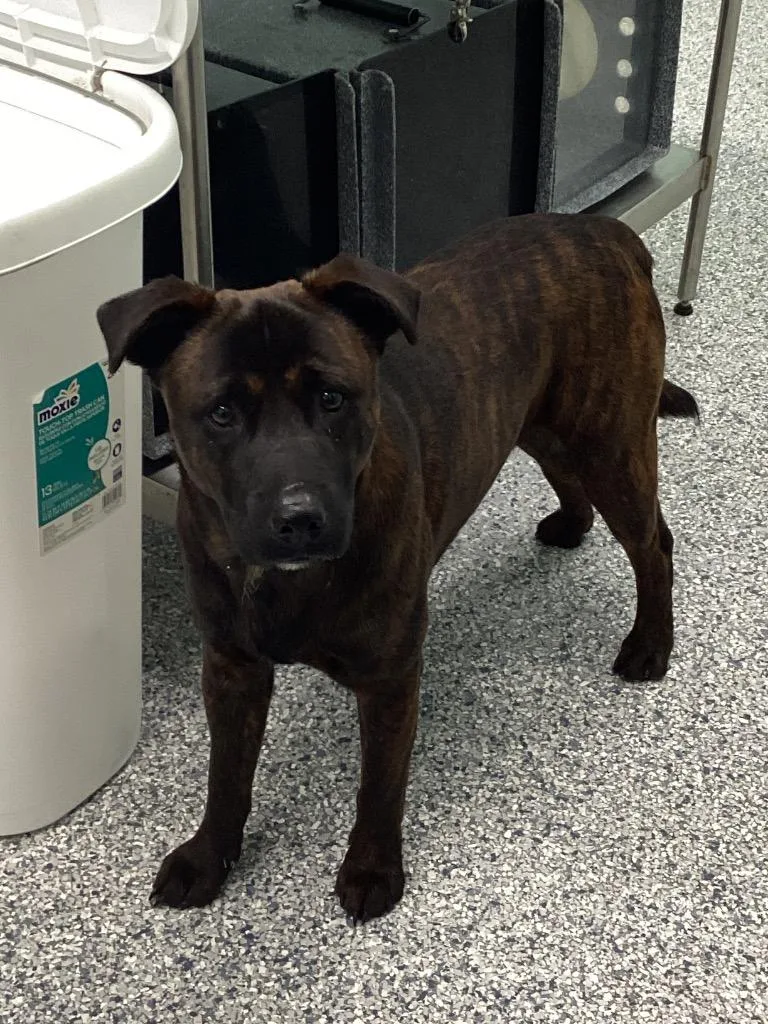 A young medium-sized male Terrier dog named Tibbles for adoption in Athens, TN