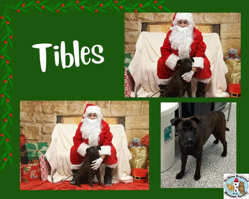 Tibbles thumbnail 2