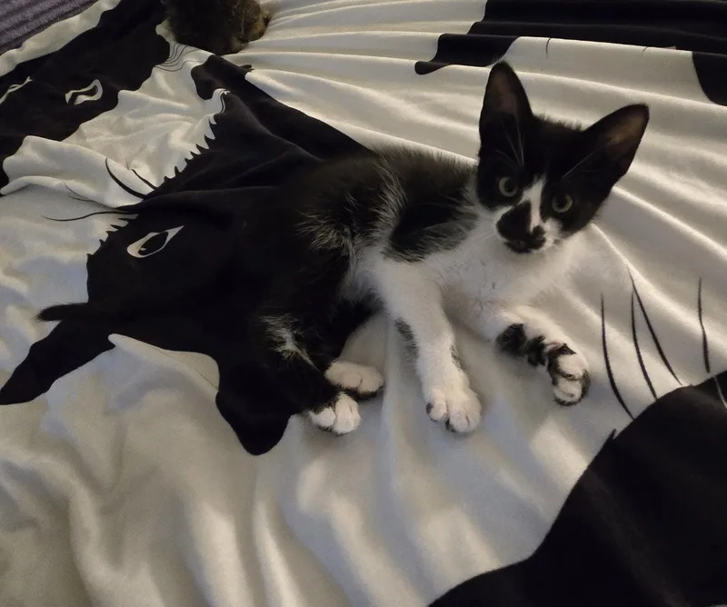 A baby medium-sized female Black & White / Tuxedo Domestic Short Hair cat named Delila for adoption in Walled Lake, MI