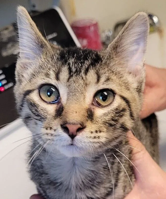 A young medium-sized male Tabby (Tiger Striped) Domestic Short Hair cat named Bodie for adoption in Robinson, IL