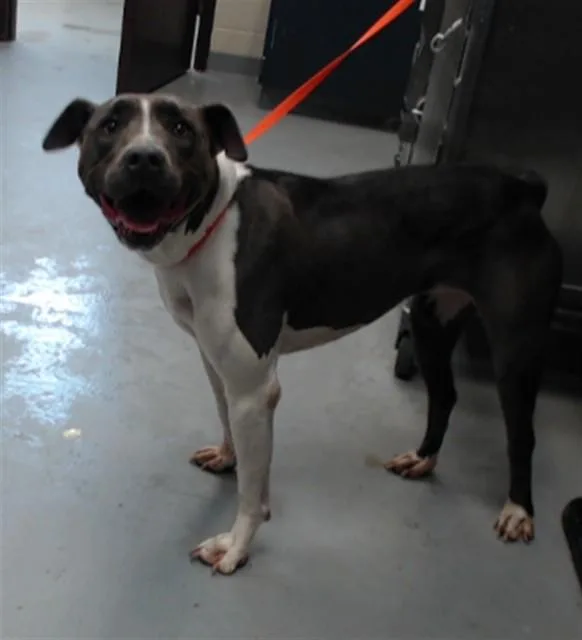 An adult large-sized female Pit Bull Terrier dog named Luna for adoption in Fayetteville, NC