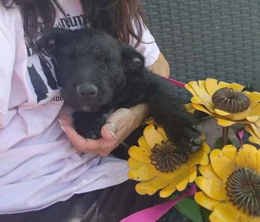 Daisy